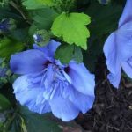 How To Grow Blue Hibiscus