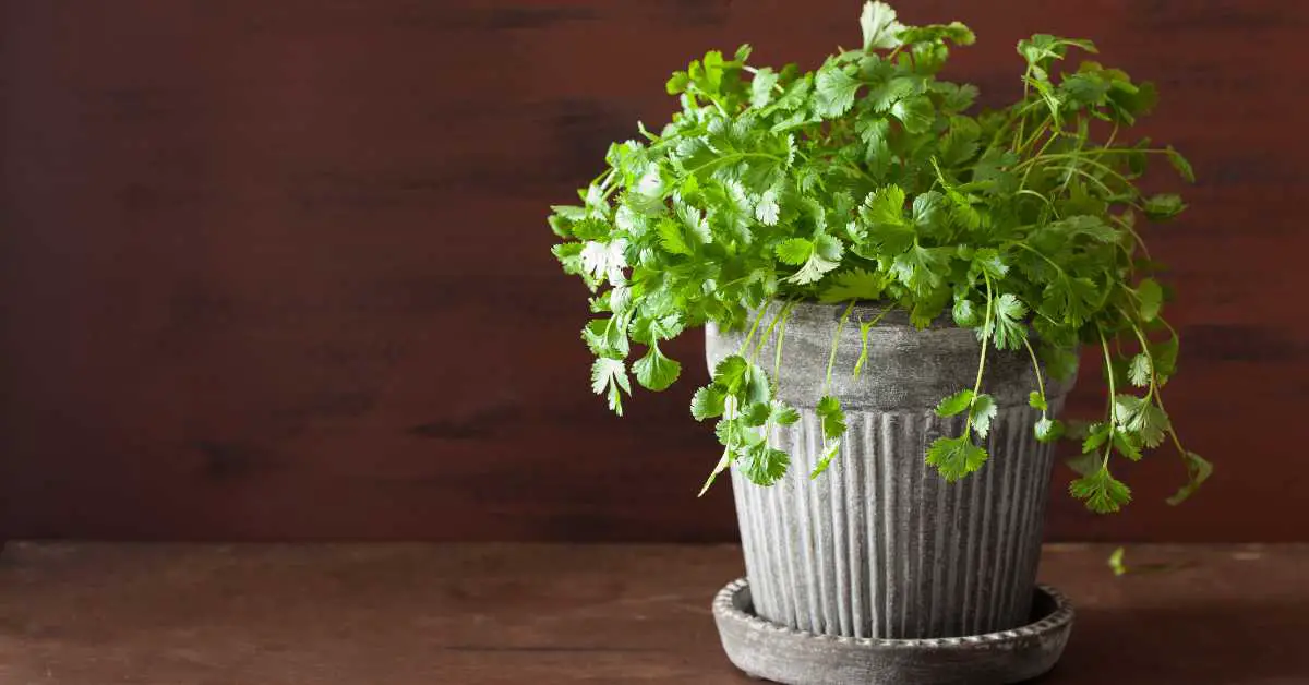 How To Grow Cilantro In a Pot