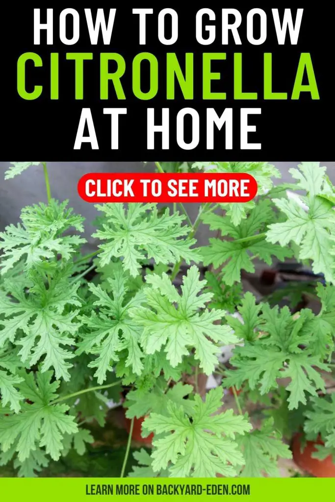 how to grow citronella