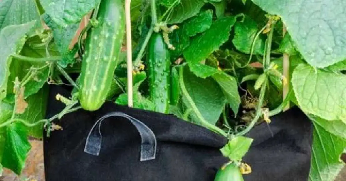 How to Grow Cucumbers in Grow Bags: An In-Depth Guide