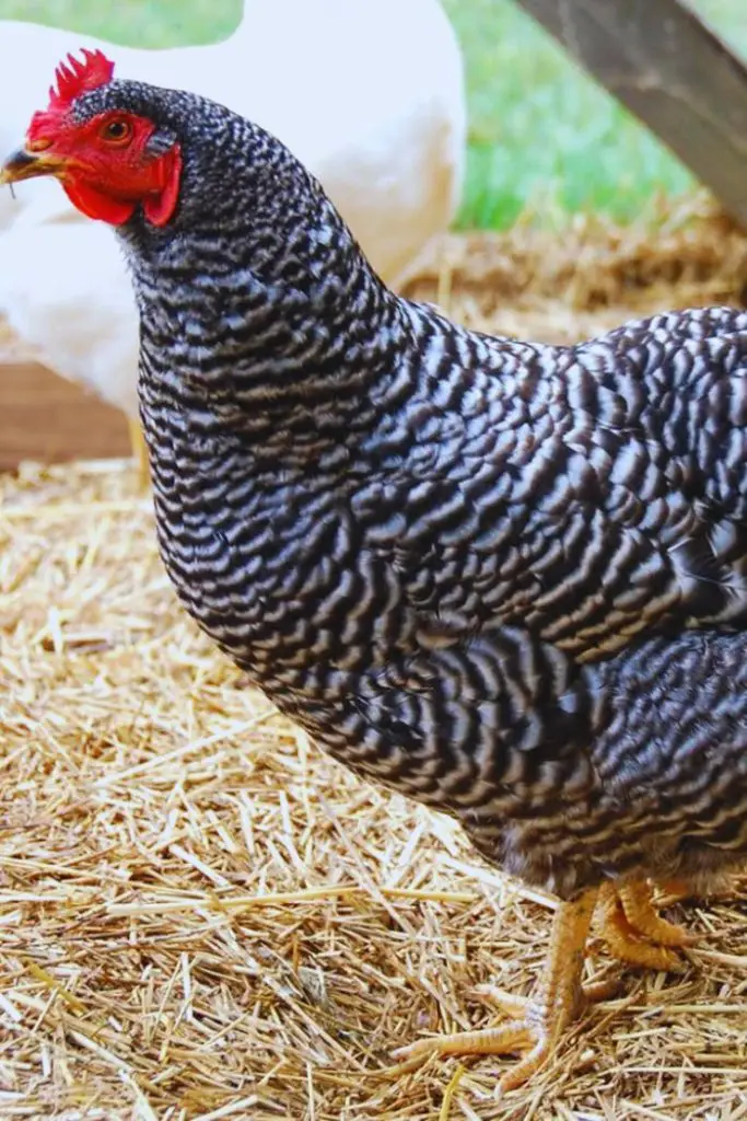 Barred Rock, Plymouth Rock, best chicken breeds for beginners