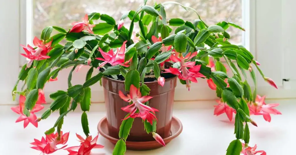 how to grow a christmas cactus