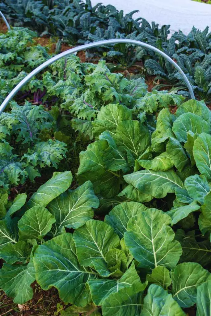 When to plant a fall vegetable garden