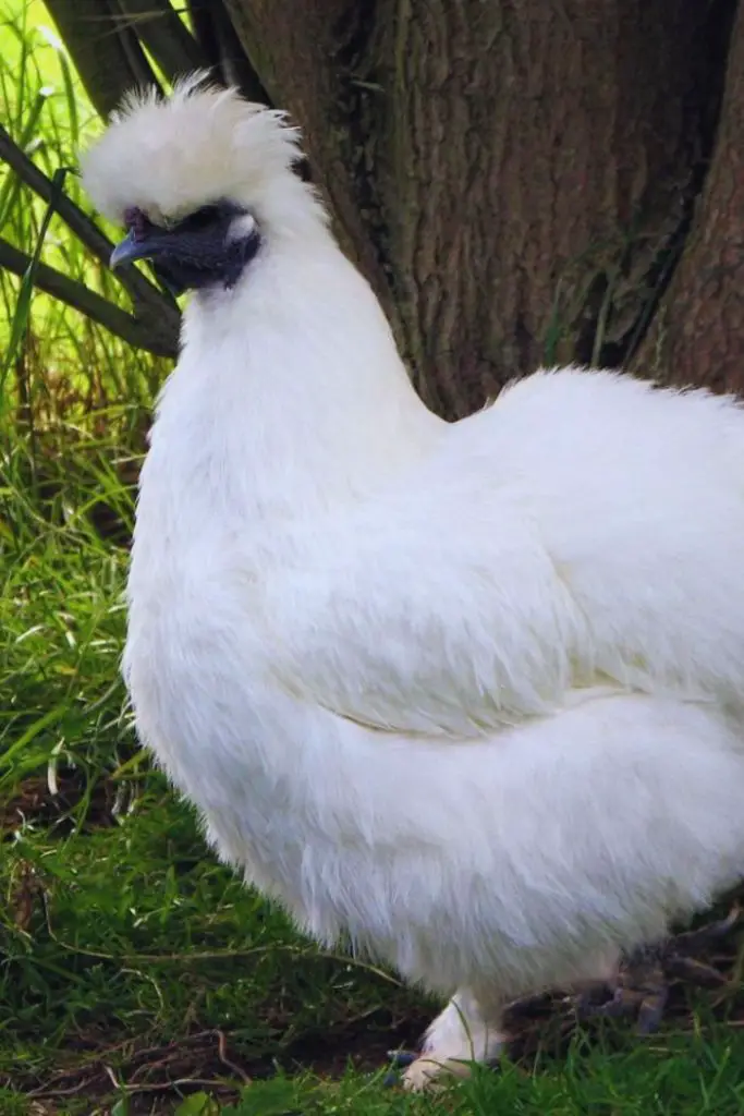 best chicken breeds for beginners