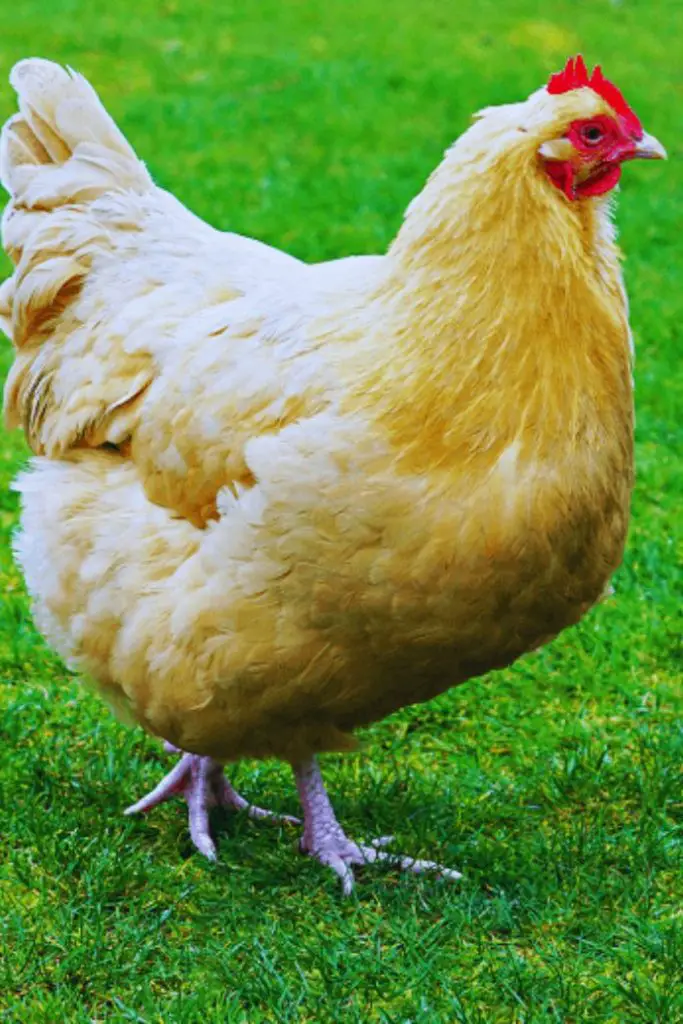 Buff Orpington, best chicken breeds for beginners