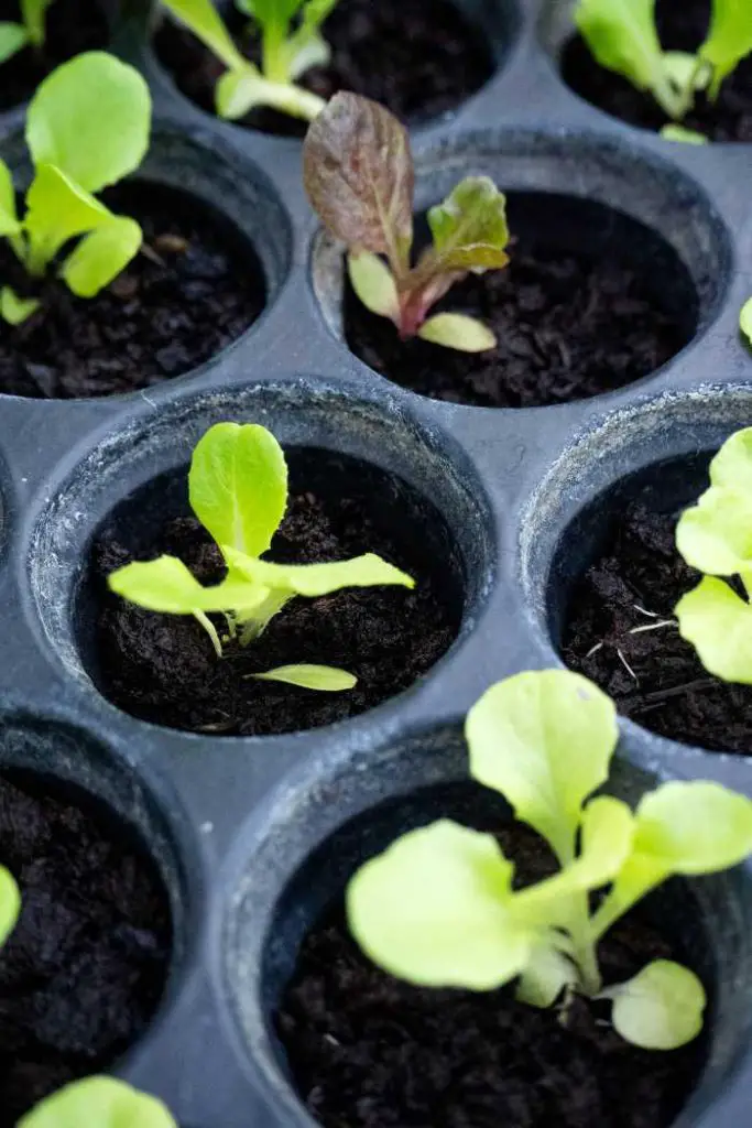 how to grow lettuce in pots