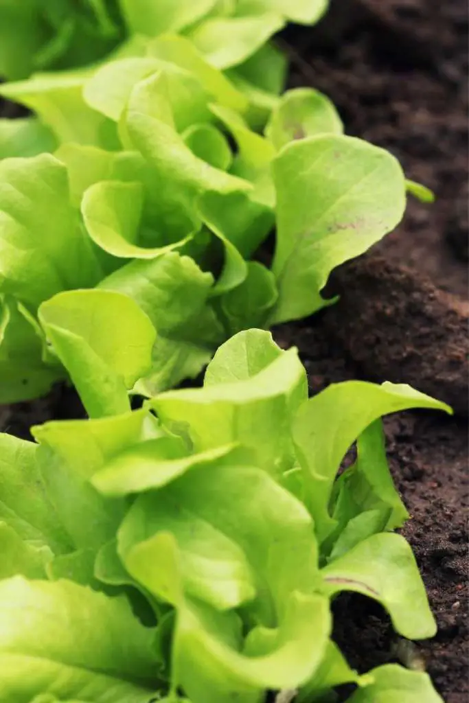 how to grow lettuce in pots