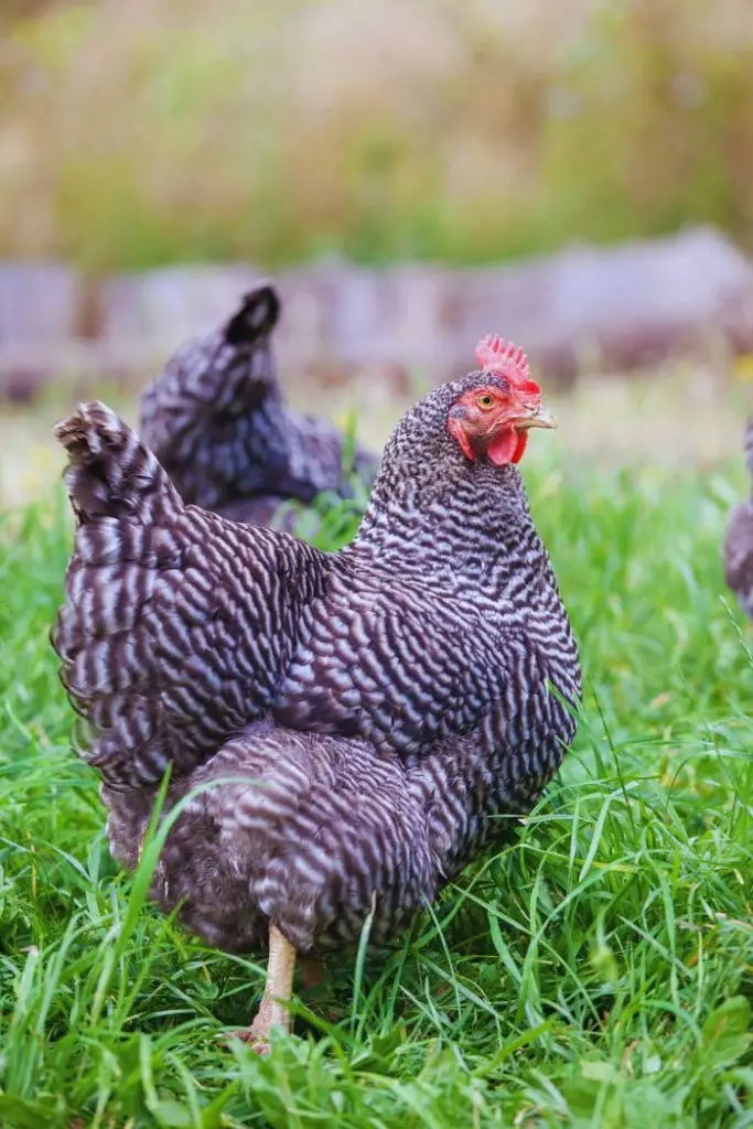 Barred Rock, best chicken breeds for beginners