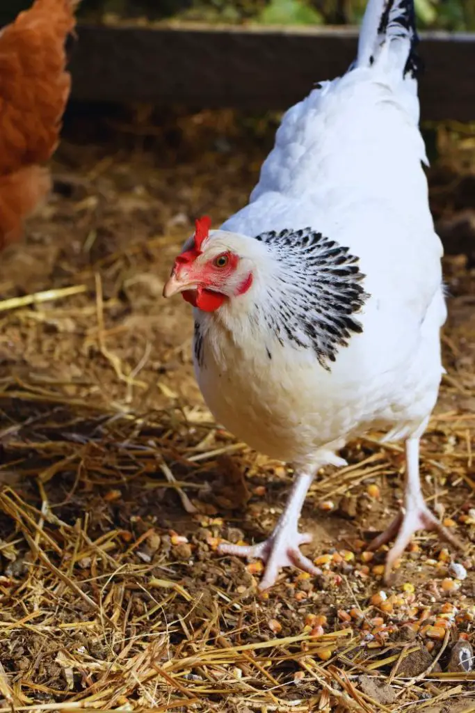 sussex, best chicken breeds for beginners