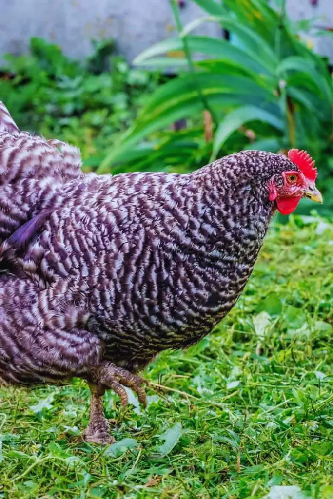 Barred Rock, best chicken breeds for beginners