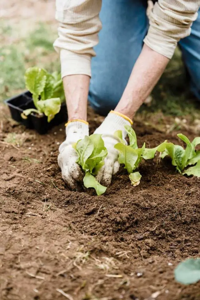 how to start a fall garden