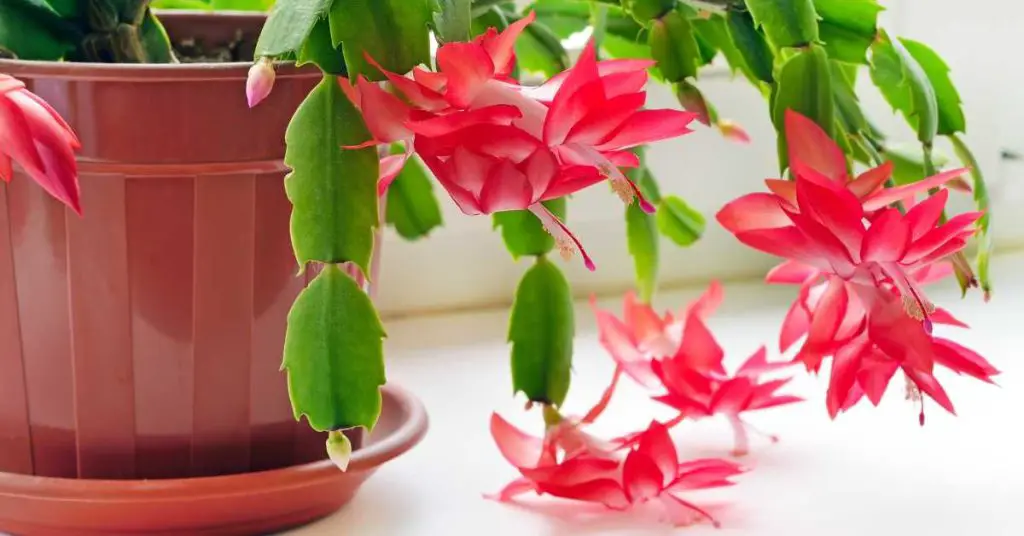 how to grow a christmas cactus