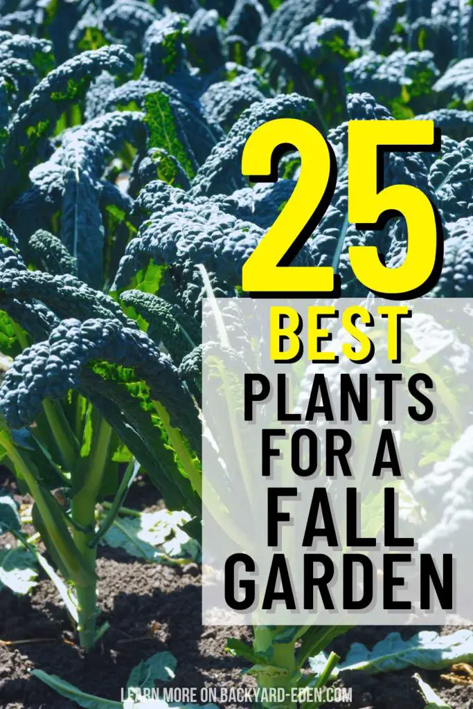 best plants for a fall garden