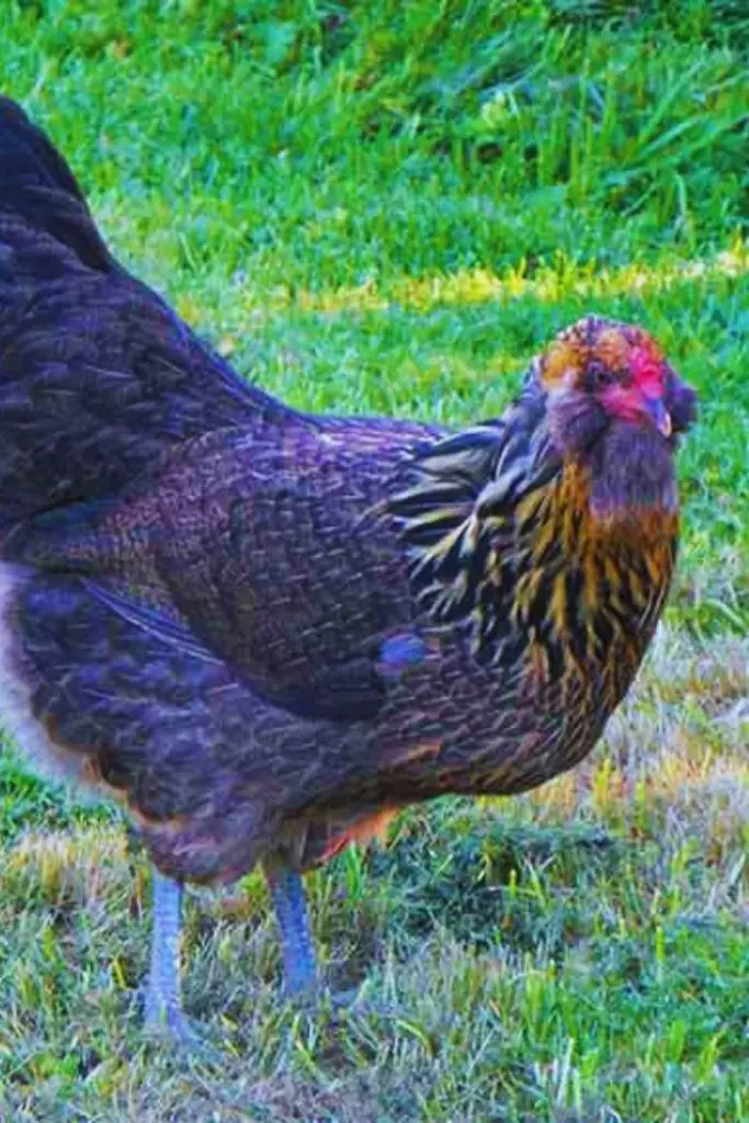 Ameraucana, best chicken breeds for beginners