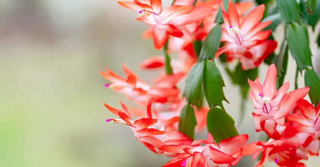 how to grow a christmas cactus