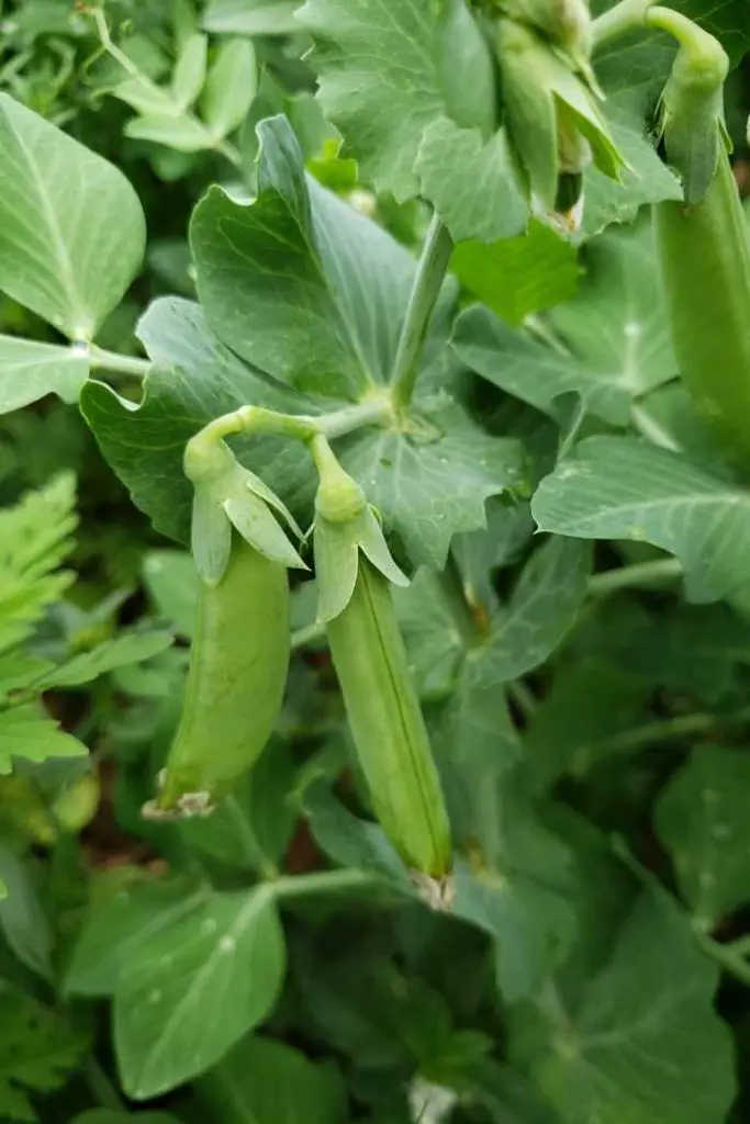 best plants for a fall garden