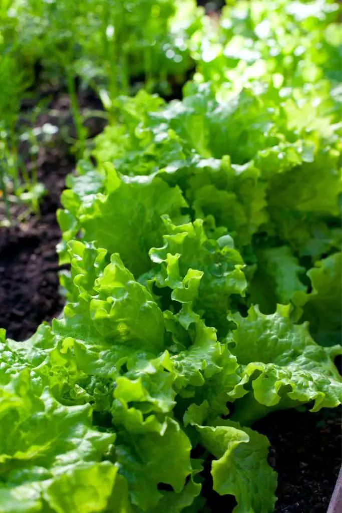 how to grow lettuce in pots