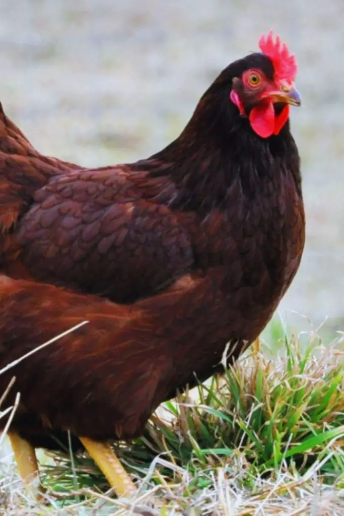 Rhode Island Red, best chicken breeds for beginners