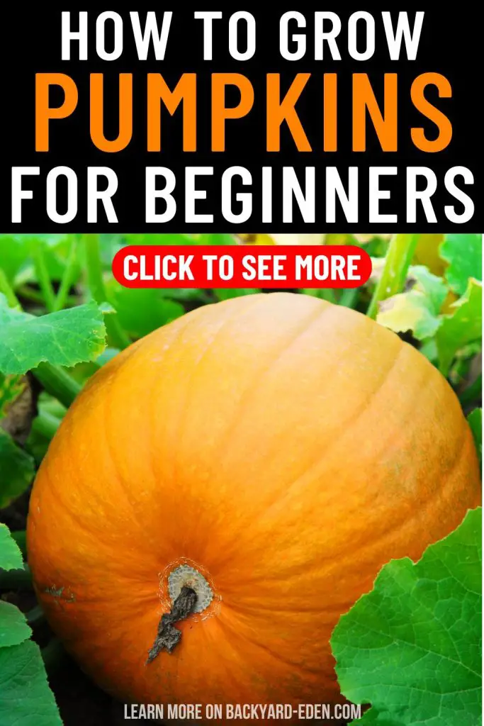 how to grow pumpkins for beginners