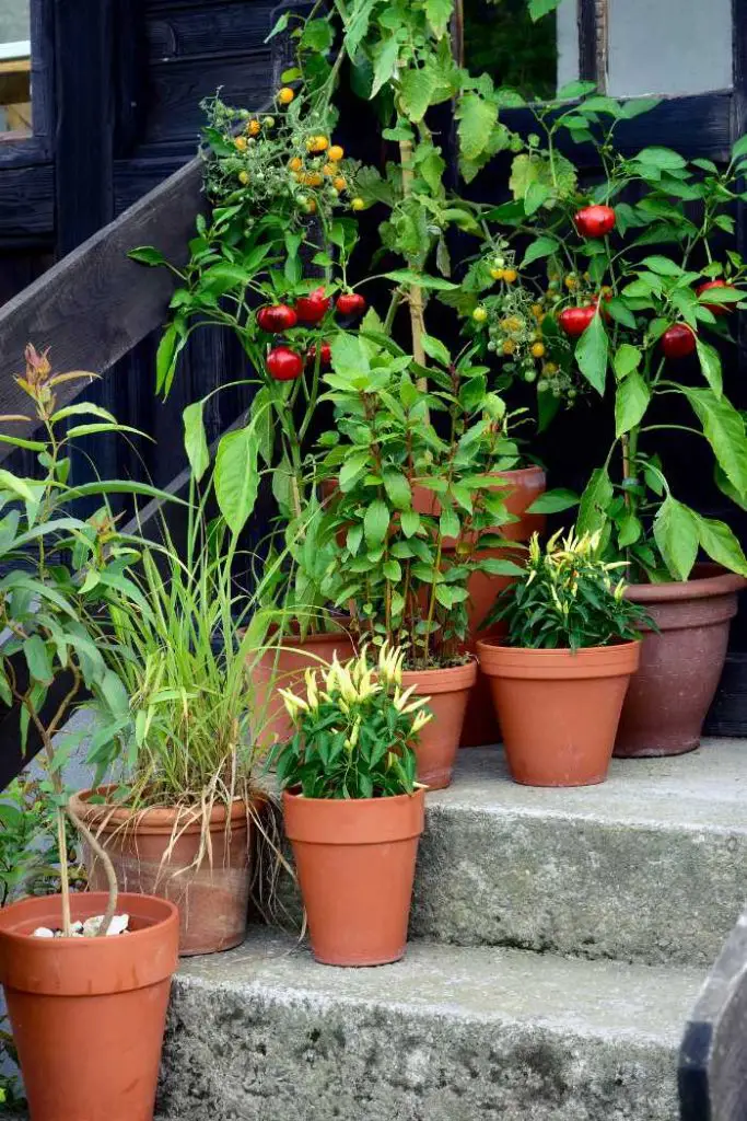 how to start a fall garden