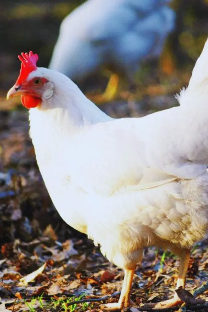 Leghorn, best chicken breeds for beginners