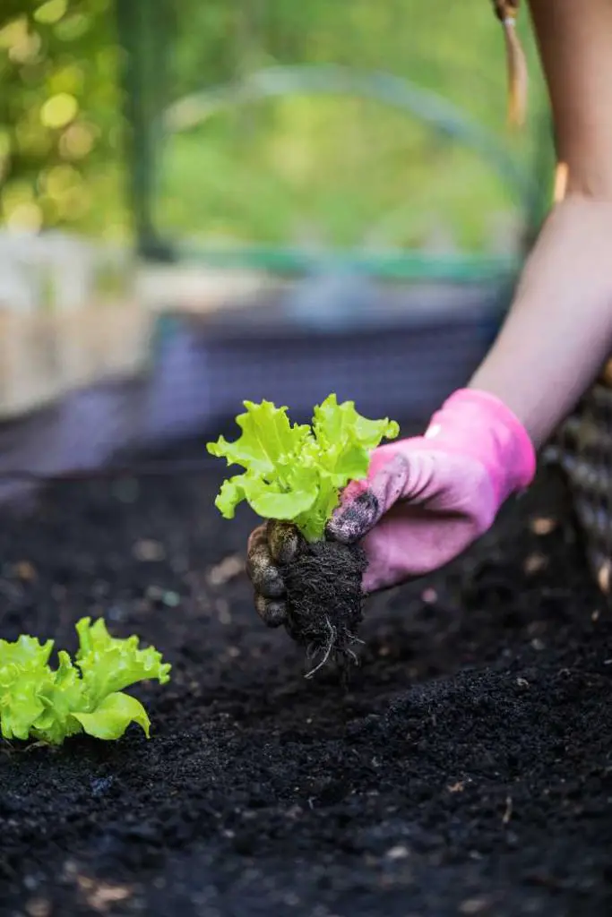 When to plant a fall vegetable garden