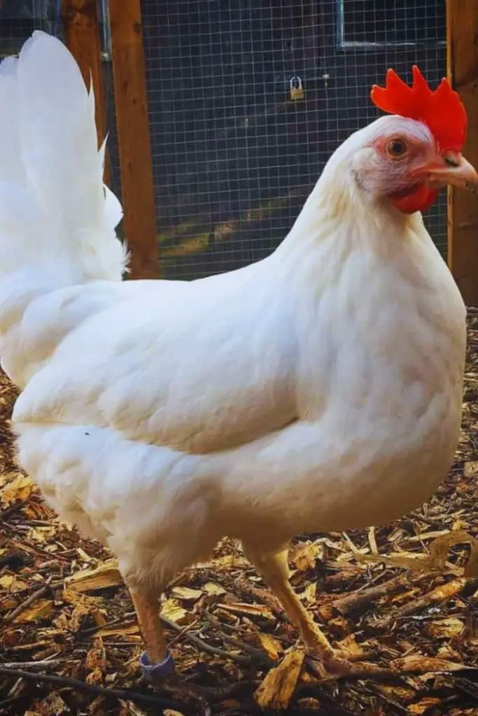 Leghorn, best chicken breeds for beginners