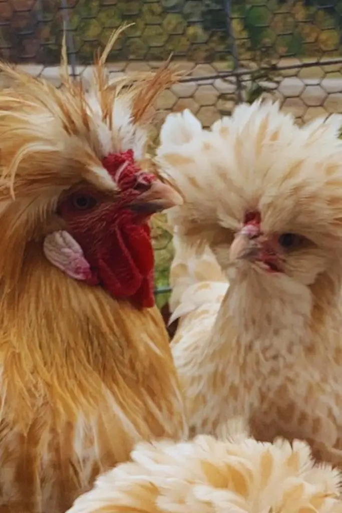 Polish, best chicken breeds for beginners