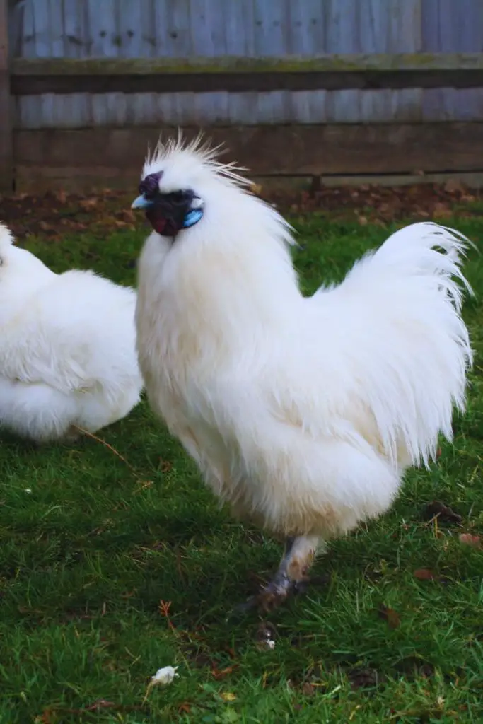 silkie, best chicken breeds for beginners