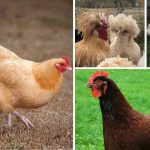 Best Chicken Breeds For Beginners