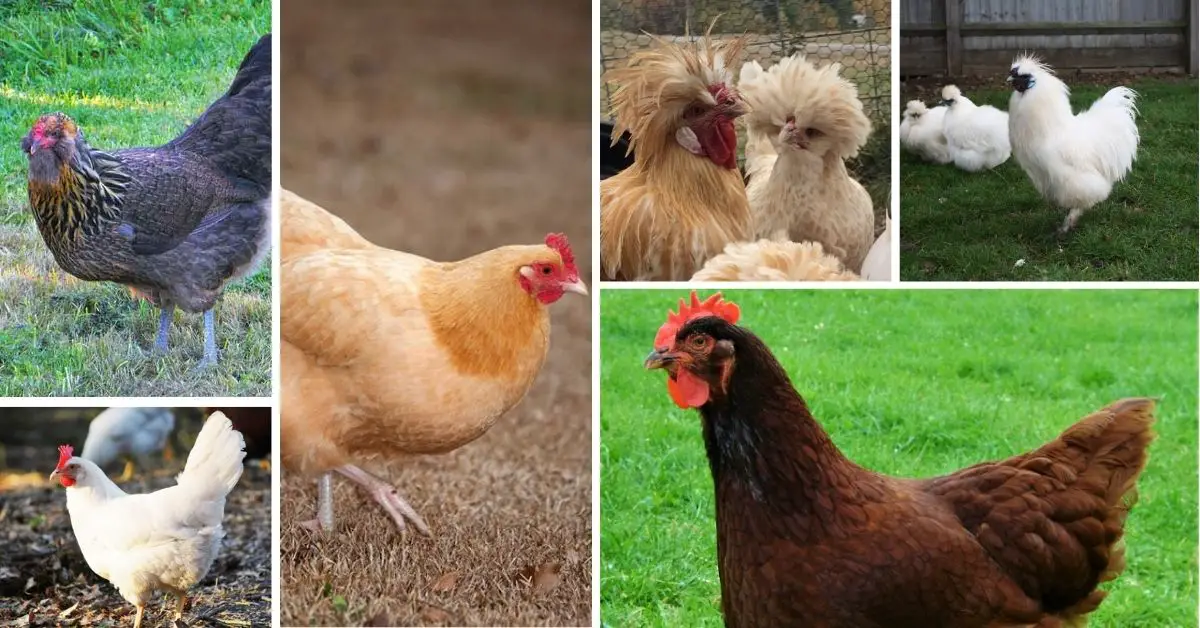 Best Chicken Breeds For Beginners