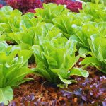 How to Grow Lettuce at Home: Easy Tips for Fresh Greens!