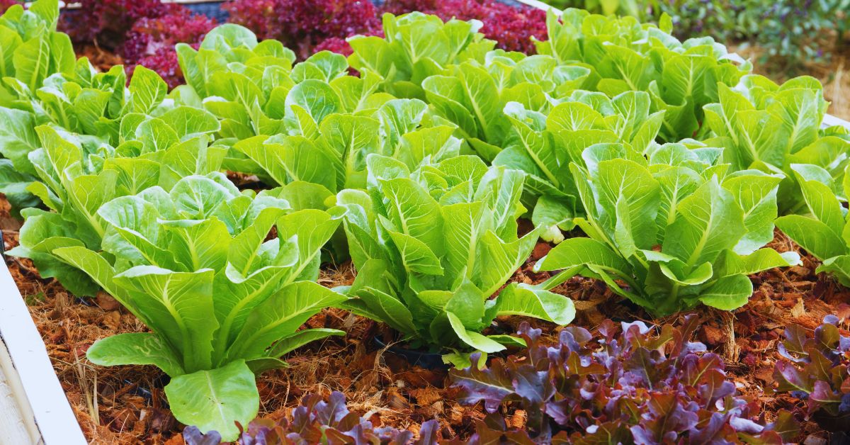 how to grow lettuce at home