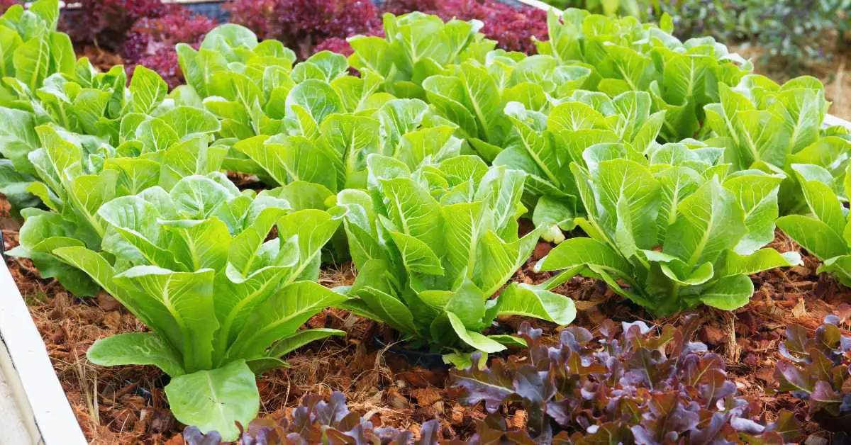 How Deep Do Lettuce Roots Grow?
