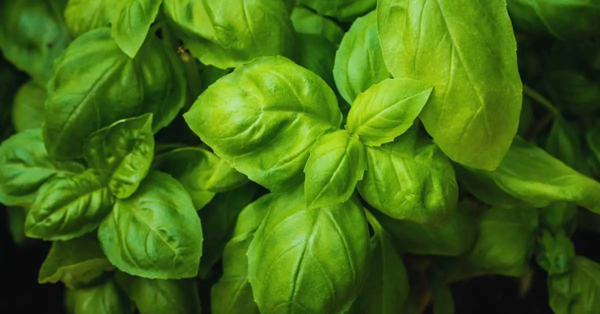 How to Dry Basil Leaves