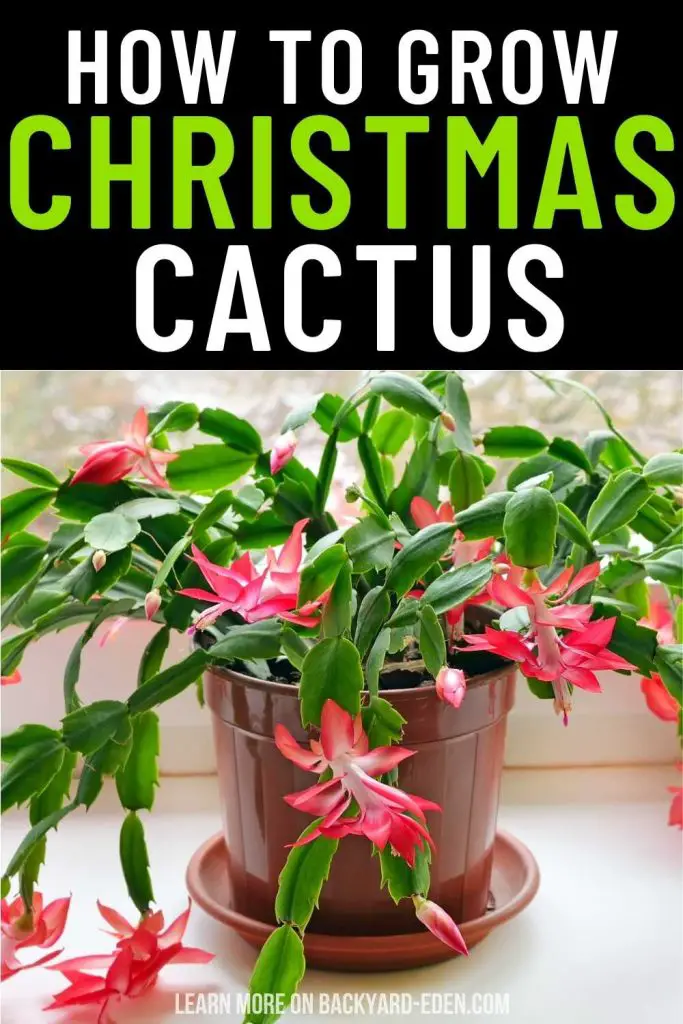 how to grow a christmas cactus