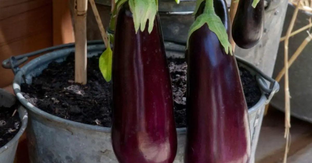 how to grow eggplants in pots