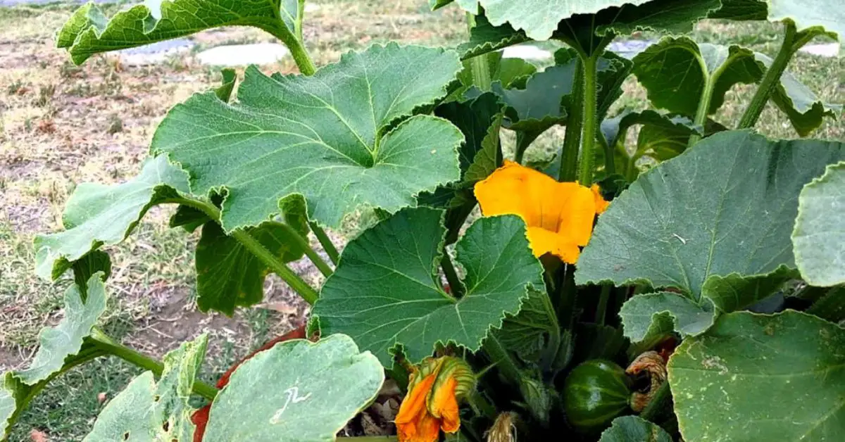 How To Grow Pumpkins In Containers