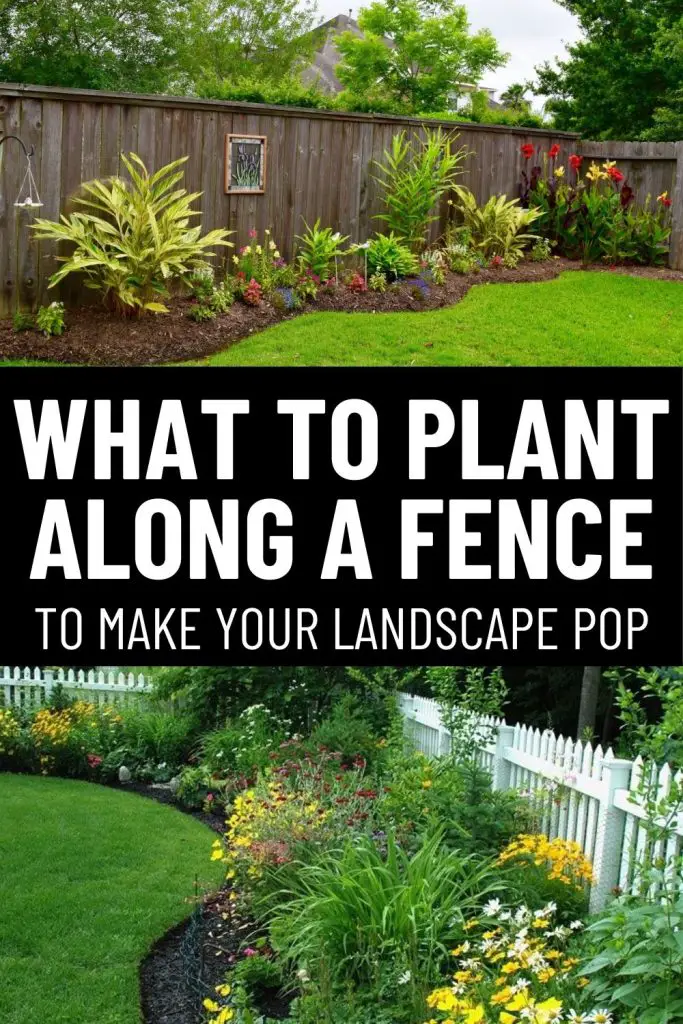 what to plant along a fence