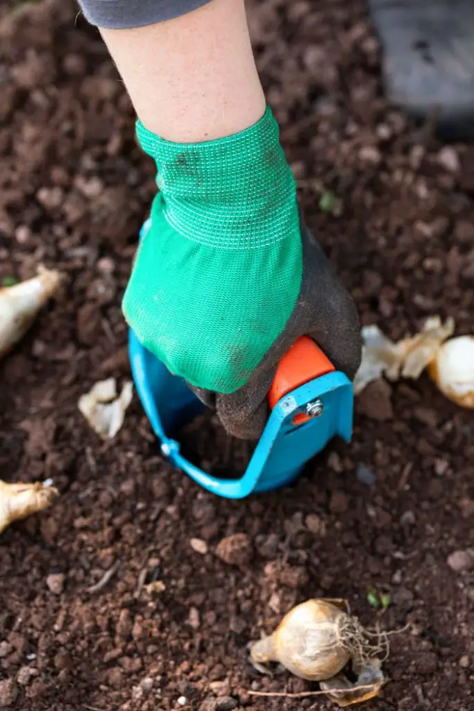 how to plant fall bulbs