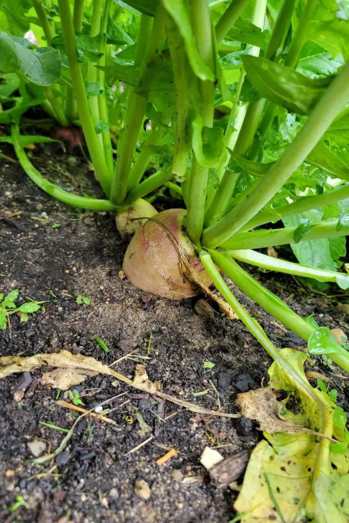 how to grow watermelon radish