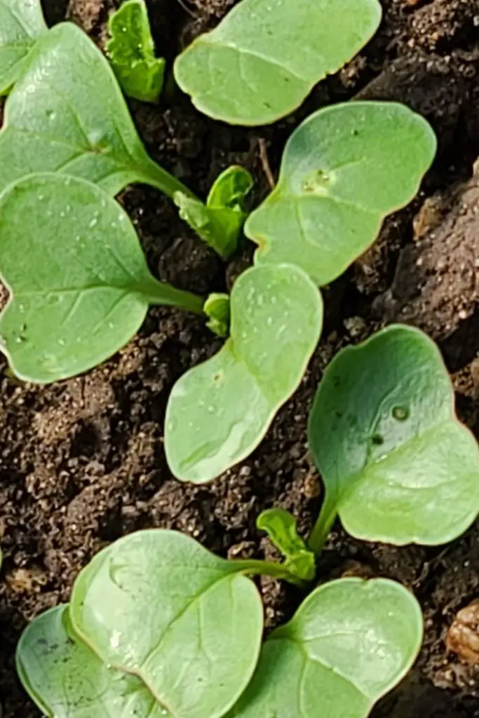 how to grow watermelon radish