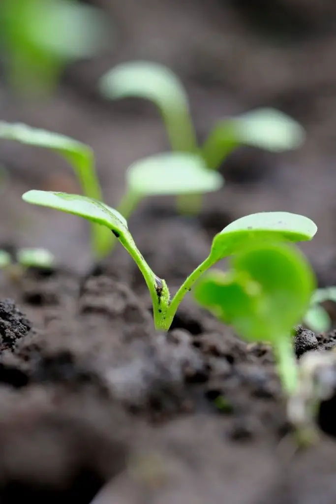 how to grow watermelon radish