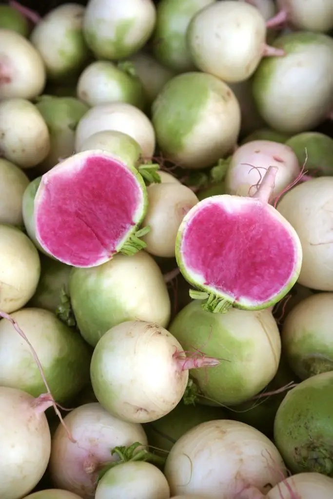 how to grow watermelon radish