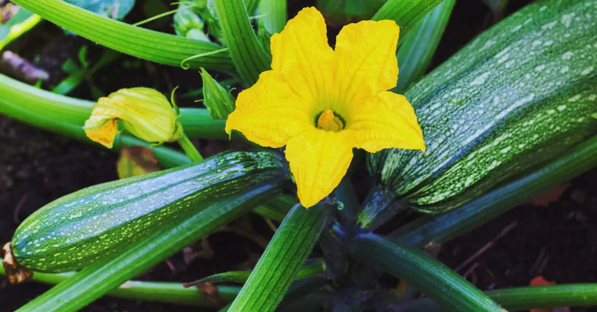 17 Mistakes To Avoid When Growing Zucchini