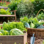 How To Plan Your Vegetable Garden