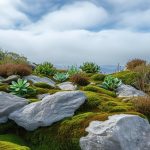 Best Plants For Rock Gardens