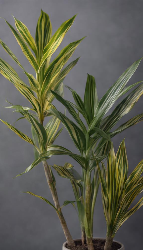 dwarf dragon tree varieties