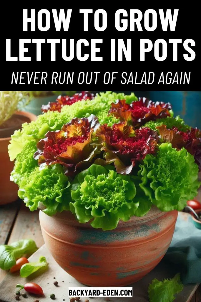 how to grow lettuce in pots