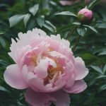 How To Grow Peonies